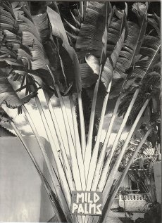 lewitzky-mild-palms