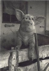 pigs-farm-orlov